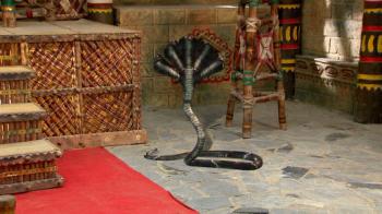 jiocinema - Leelaboti transforms into a five headed snake
